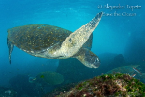 Green Turtle, Islas Galapagos Ecuador by Alejandro Topete 